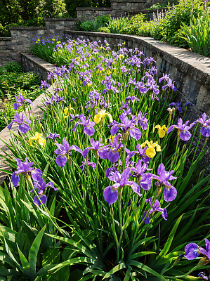JPG 식물 편집이미지 꽃 컬러 자연 생명 돌담 건강 여름 햇빛 노란색 정원 보라색 봄 조경 뷰티풀 편집실사 AI포토 AI콘텐츠 계절 담장 태양 돌_바위 CG 생태계 파일형식