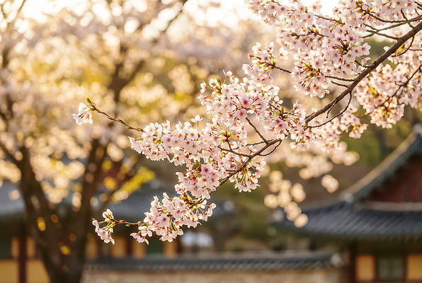 JPG 나무 편집이미지 전통 꽃잎 꽃 자연 거리 한국 풍경 잔디 햇빛 정원 봄 벚꽃 만개 고택 편집실사 AI포토 AI콘텐츠 식물 건축물 계절 아시아 태양 CG 생태계 파일형식