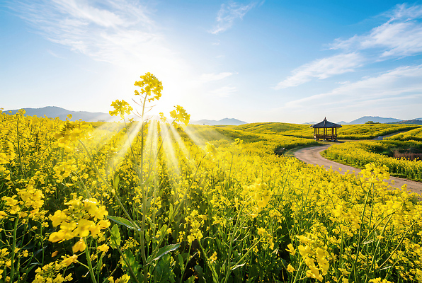 JPG 편집이미지 꽃 여행 꽃밭 자연 하늘 산 풍경 태양 농장 노란색 봄 산책 유채 편집실사 자연요소 식물 계절 컬러 농업 휴식 CG 생태계 파일형식