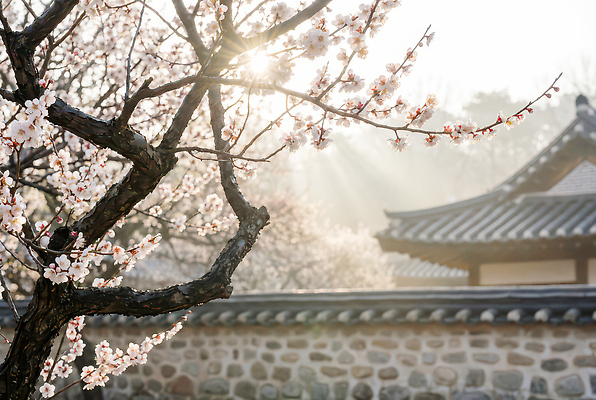 JPG 나무 편집이미지 전통 꽃 자연 아침 한국 돌담 풍경 잔디 햇빛 봄 벚꽃 꽃가루 수목 고택 편집실사 AI포토 AI콘텐츠 주간 식물 건축물 계절 아시아 담장 태양 돌_바위 가루 CG 생태계 파일형식