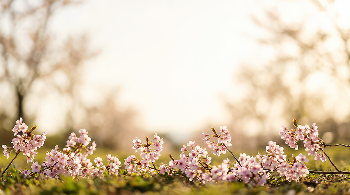 JPG 나무 식물 편집이미지 공원 꽃 자연 하늘 생명 풍경 잔디 햇빛 일몰 봄 벚꽃 꽃봉오리 편집실사 AI포토 AI콘텐츠 계절 공공시설 태양 노을 CG 생태계 파일형식