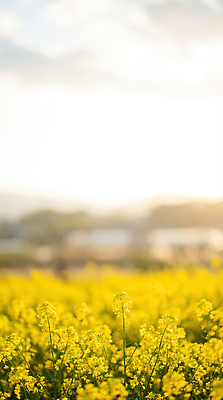 JPG 식물 편집이미지 꽃밭 자연 하늘 주택 풍경 초원 일상 일몰 봄 들꽃 농촌 편집실사 AI포토 AI콘텐츠 계절 꽃 건물 라이프 노을 시골 CG 생태계 파일형식