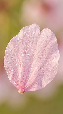 JPG 식물 편집이미지 꽃잎 꽃 분홍색 컬러 백그라운드 자연 생명 촬영 봄 물방울 장면 흐림 편집실사 계절 날씨 CG 생태계 파일형식