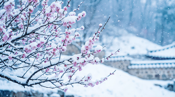 JPG 나무 편집이미지 꽃 문화 겨울 자연 한국 풍경 평화 뷰티풀 편집실사 AI포토 AI콘텐츠 식물 계절 아시아 컨셉 CG 생태계 파일형식
