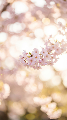 JPG 나무 식물 편집이미지 계절 꽃 감정 백그라운드 자연 햇빛 촬영 봄 벚꽃 장면 뷰티풀 편집실사 AI포토 AI콘텐츠 태양 CG 생태계 파일형식