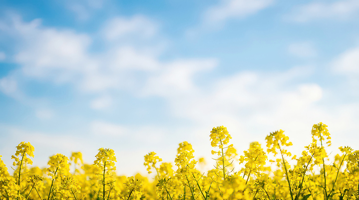 식물 꽃 컬러 농업 파란색 태양 CG 생태계 파일형식 초원 하늘 노란색 자연 꽃밭 야외 풍경 농장 계절 햇빛 오후 하늘색 편집이미지 편집실사 JPG 유채