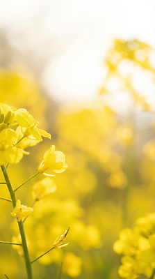 JPG 식물 편집이미지 계절 꽃 자연 생명 사람 풍경 초원 농작물 햇빛 노란색 걷기 봄 유채 뷰티풀 편집실사 AI포토 AI콘텐츠 컬러 농업 모션 태양 CG 생태계 파일형식