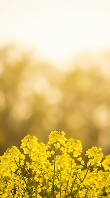 JPG 식물 편집이미지 꽃 나비 자연 풍경 초원 초록색 여름 햇빛 노란색 일몰 성장 시골 유채 뷰티풀 편집실사 AI포토 AI콘텐츠 계절 컬러 곤충 태양 노을 CG 생태계 파일형식