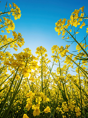 JPG 식물 편집이미지 꽃 꽃밭 자연 하늘 바람 초록색 농작물 햇빛 농장 봄 유채 평야 편집실사 AI포토 AI콘텐츠 자연요소 계절 컬러 농업 날씨 태양 CG 생태계 파일형식