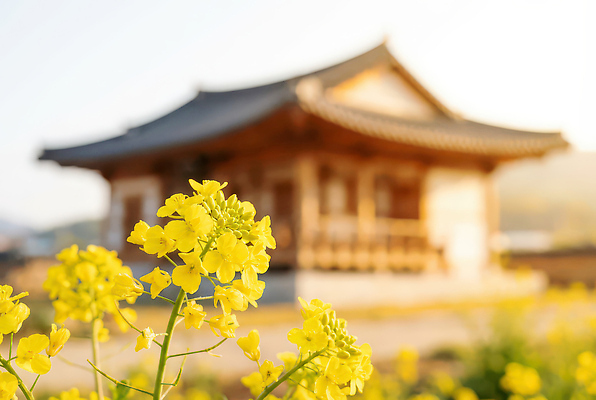 JPG 편집이미지 한국문화 여행 고건축 꽃밭 겨울 자연 한옥 풍경 여러명 햇빛 촬영 고요 산책 유채 편집실사 AI포토 AI콘텐츠 동양문화 한국전통 건축물 계절 꽃 다수 휴식 한국 사람 태양 CG 생태계 파일형식