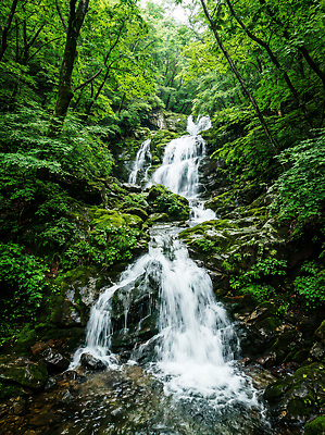 JPG 나무 편집이미지 여행 자연 산 풍경 물 소리 폭포 산책로 흐름 숲 시원함 오르막 편집실사 자연요소 식물 길 컨셉 CG 생태계 파일형식