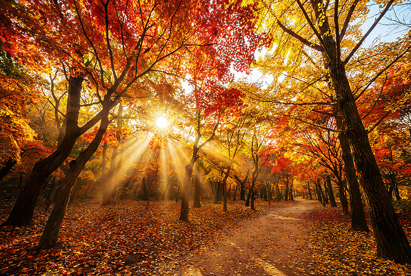 JPG 나무 편집이미지 길 낙엽 자연 하늘 나뭇잎 풍경 빛 햇빛 일출 일몰 산책 숲 오솔길 편집실사 AI포토 AI콘텐츠 식물 잎 휴식 태양 노을 CG 생태계 파일형식