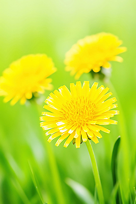 JPG 식물 편집이미지 계절 공원 꽃잎 꽃 백그라운드 자연 잔디 초원 여름 햇빛 노란색 성장 민들레 편집실사 AI포토 AI콘텐츠 공공시설 컬러 태양 CG 생태계 파일형식