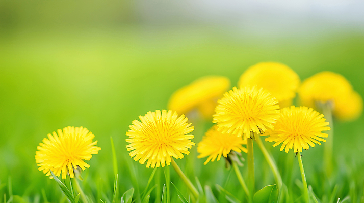 JPG 식물 편집이미지 꽃 자연 하늘 생명 초원 초록색 여름 햇빛 들꽃 성장 민들레 편집실사 계절 컬러 태양 CG 생태계 파일형식