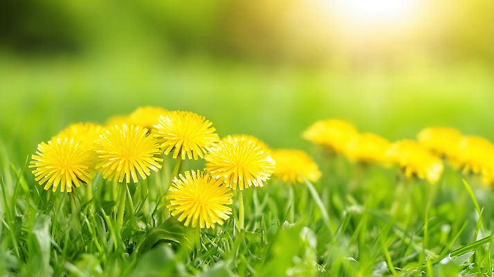JPG 식물 편집이미지 공원 꽃 화초 꽃밭 자연 풍경 잔디 야외 초록색 햇빛 노란색 봄 성장 민들레 편집실사 계절 공공시설 컬러 태양 CG 생태계 파일형식