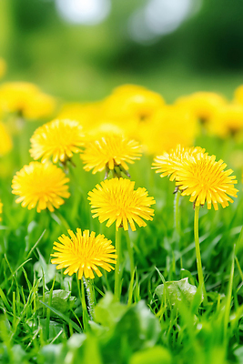 JPG 식물 편집이미지 공원 꽃 자연 하늘 생명 풍경 잔디 초원 야외 햇빛 노란색 봄 민들레 편집실사 AI포토 AI콘텐츠 계절 공공시설 컬러 태양 CG 생태계 파일형식