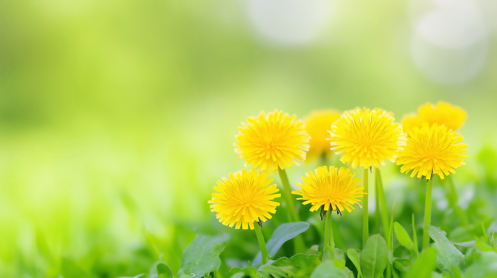 JPG 식물 편집이미지 꽃 화초 백그라운드 자연 풍경 초원 초록색 햇빛 노란색 봄 민들레 편집실사 AI포토 AI콘텐츠 계절 컬러 태양 CG 생태계 파일형식