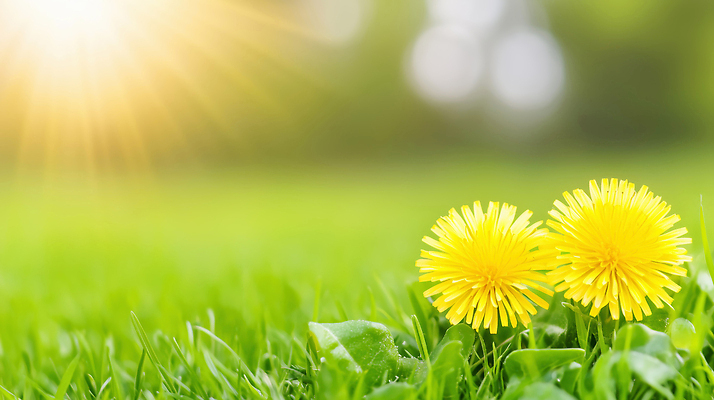 JPG 식물 편집이미지 꽃 자연 풍경 잔디 야외 초록색 햇빛 노란색 환경 봄 성장 민들레 편집실사 AI포토 AI콘텐츠 계절 컬러 태양 CG 생태계 파일형식