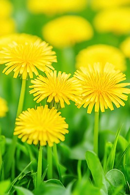 JPG 식물 편집이미지 꽃 컬러 자연 풍경 잔디 초원 여름 노란색 농부 민들레 생태계 지역 편집실사 AI포토 AI콘텐츠 직업 계절 CG 파일형식