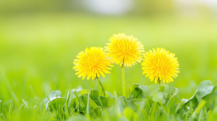 JPG 식물 편집이미지 꽃 자연 풍경 잔디 초록색 여름 햇빛 노란색 민들레 뿌리 세송이 오후 편집실사 AI포토 AI콘텐츠 계절 컬러 3 태양 CG 생태계 파일형식