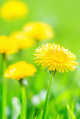 JPG 식물 편집이미지 계절 공원 꽃잎 꽃 자연 생명 초원 초록색 여름 햇빛 들꽃 민들레 편집실사 AI포토 AI콘텐츠 공공시설 컬러 태양 CG 생태계 파일형식