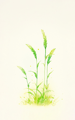 JPG 식물 줄기 잎 농업 일러스트 자연 생명 바람 초록색 물 햇빛 환경 정원 방 성장 물방울 뿌리 웅크림 영양분 청보리 국내일러스트 AI일러스트 AI콘텐츠 자연요소 산업 컬러 모션 날씨 태양 생태계 보리 파일형식