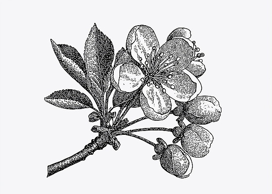 JPG 나무 식물 꽃잎 꽃 예술 선 컬러 패턴 일러스트 자연 생명 봄 나뭇가지 덩굴 그림 봉오리 국내일러스트 AI일러스트 AI콘텐츠 계절 무늬 생태계 파일형식