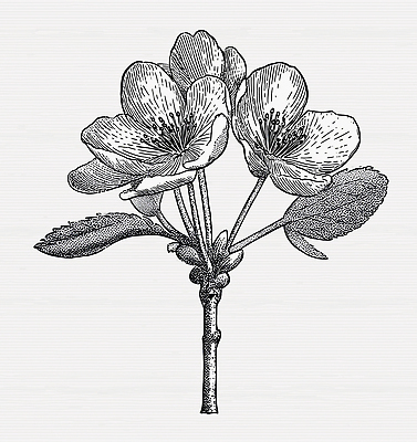 JPG 식물 디자인 꽃 예술 잎 일러스트 자연 수채화 흑백 장식 봄 벚꽃 그림 식물원 방안 아티스트 국내일러스트 AI일러스트 AI콘텐츠 직업 계절 촬영기법 생태계 파일형식