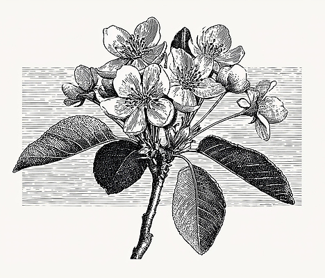 JPG 식물 디자인 꽃 화분 잎 일러스트 자연 생명 초록색 환경 봄 나뭇가지 그림 생태계 뷰티풀 특징 국내일러스트 AI일러스트 AI콘텐츠 나무 계절 컬러 파일형식