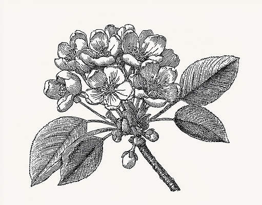 JPG 나무 식물 꽃잎 꽃 선 잎 농업 일러스트 자연 생명 흑백 봄 벚꽃 나뭇가지 그림 원예 뷰티풀 국내일러스트 AI일러스트 AI콘텐츠 계절 산업 촬영기법 취미 생태계 파일형식