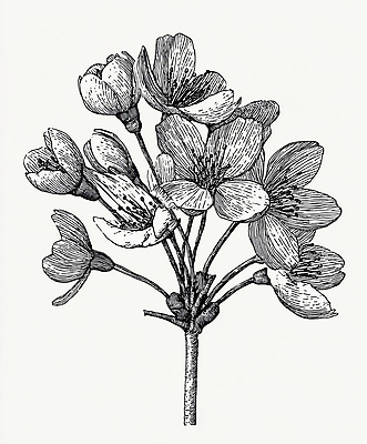 JPG 모양 식물 디자인 꽃잎 꽃 화초 예술 꽃다발 일러스트 자연 세부 봄 관찰 구출 크기 국내일러스트 AI일러스트 AI콘텐츠 계절 모션 필리핀 도움 생태계 파일형식