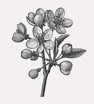 JPG 식물 디자인 열매 꽃잎 꽃 백그라운드 잎 일러스트 도안 자연 생명 개화 인쇄 보테니컬아트 국내일러스트 AI일러스트 AI콘텐츠 생태계 파일형식