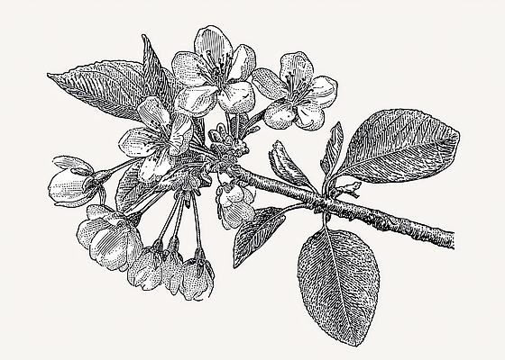 JPG 나무 식물 꽃잎 꽃 화초 예술 줄기 잎 일러스트 자연 생명 환경 봄 벚꽃 꽃봉오리 조화 수목 국내일러스트 AI일러스트 AI콘텐츠 계절 생태계 파일형식