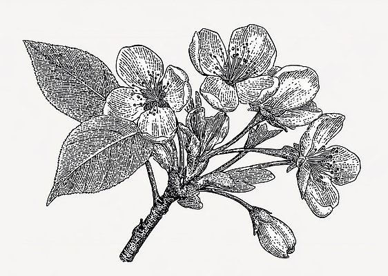 JPG 나무 식물 디자인 꽃잎 꽃 예술 컬러 잎 일러스트 자연 생명 그래픽 인테리어 환경 성장 원예 사과나무 뷰티풀 국내일러스트 AI일러스트 AI콘텐츠 취미 사과 생태계 파일형식