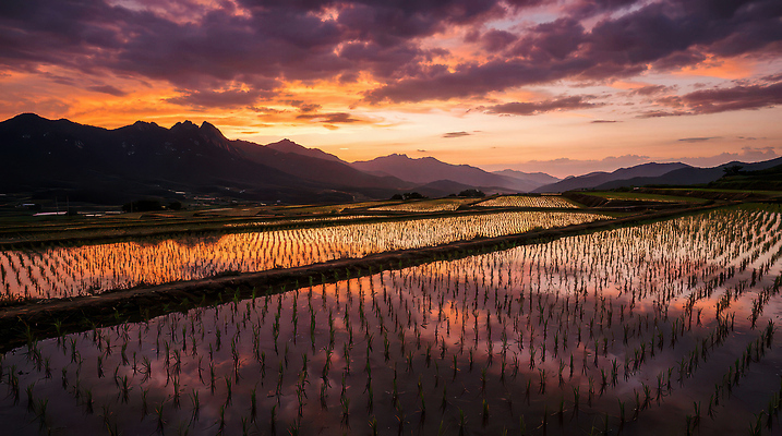 JPG 식물 편집이미지 밭 농업 자연 하늘 산 풍경 물 태양 노을 농사 수확 저녁 땅 편집실사 AI포토 AI콘텐츠 자연요소 산업 야간 CG 생태계 파일형식