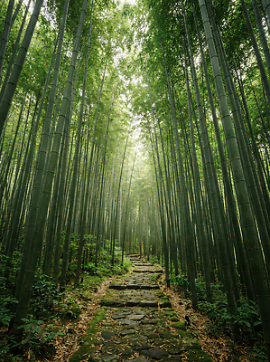 JPG 식물 편집이미지 길 여행 자연 초록색 빛 평화 환경 산책 탐험 숲 대나무 돌길 편집실사 AI포토 AI콘텐츠 나무 컬러 컨셉 휴식 CG 생태계 파일형식