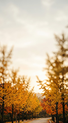 JPG 나무 편집이미지 도로 길 여행 자연 하늘 풍경 노란색 환경 일몰 산책 저녁 숲 편집실사 AI포토 AI콘텐츠 식물 컬러 교통시설 휴식 노을 야간 CG 생태계 파일형식