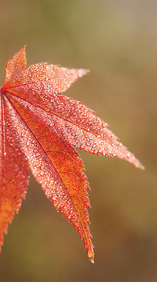 JPG 나무 식물 편집이미지 계절 상징 컬러 백그라운드 단풍 잎 자연 갈색 물방울 변화 뷰티풀 편집실사 AI포토 AI콘텐츠 컨셉 CG 생태계 파일형식