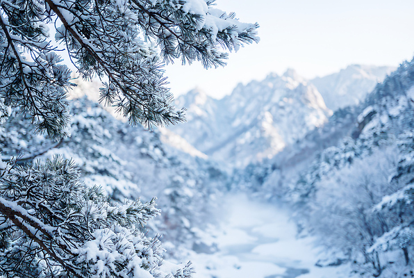 JPG 나무 편집이미지 겨울 자연 하늘 산 눈꽃 풍경 소나무 숲 편집실사 AI포토 AI콘텐츠 식물 계절 눈_날씨 CG 생태계 파일형식