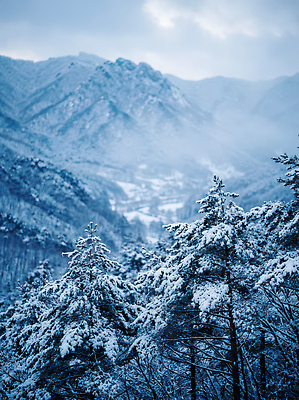 JPG 나무 편집이미지 겨울 자연 하늘 날씨 산 풍경 골짜기 안개 대기 차가움 숲 산맥 편집실사 AI포토 AI콘텐츠 식물 계절 CG 생태계 파일형식