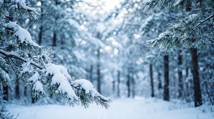 JPG 나무 편집이미지 계절 길 겨울 자연 풍경 산책로 흰색 나뭇가지 숲 임업 편집실사 AI포토 AI콘텐츠 식물 산업 컬러 CG 생태계 파일형식