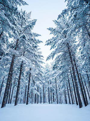 JPG 나무 편집이미지 계절 겨울 자연 하늘 산 풍경 환경 고요 흰색 숲 숲길 편집실사 AI포토 AI콘텐츠 식물 길 컬러 CG 생태계 파일형식