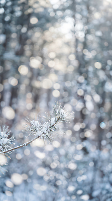 JPG 나무 식물 편집이미지 겨울 자연 바람 눈꽃 풍경 빛 얼음 흰색 나뭇가지 차가움 숲 편집실사 AI포토 AI콘텐츠 자연요소 계절 컬러 날씨 눈_날씨 CG 생태계 파일형식