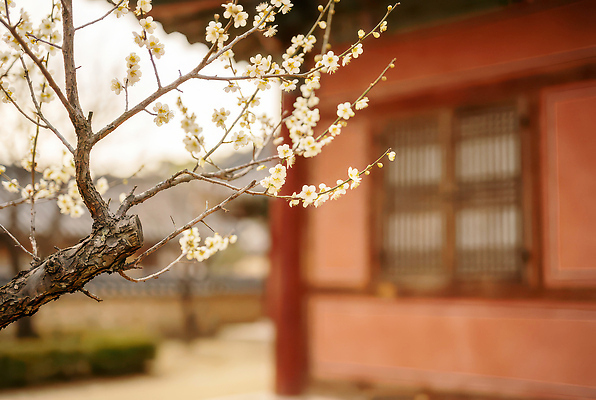 JPG 나무 식물 편집이미지 전통 꽃 벽 컬러 자연 생명 한옥 한국 풍경 봄 궁전 대기 매화 뷰티풀 편집실사 AI포토 AI콘텐츠 한국전통 계절 아시아 고건축 CG 생태계 파일형식