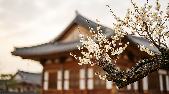 JPG 나무 식물 편집이미지 전통 꽃 여행 자연 한옥 한국 풍경 건물 햇빛 봄 궁전 역사 매화 뷰티풀 편집실사 AI포토 AI콘텐츠 한국전통 건축물 계절 아시아 고건축 태양 CG 생태계 파일형식