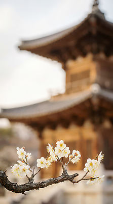 JPG 편집이미지 건축 꽃 문화 백그라운드 고건축 자연 한옥 한국 풍경 사진촬영 봄 나뭇가지 매화 방문 흐림 편집실사 AI포토 AI콘텐츠 나무 식물 한국전통 건축물 계절 아시아 날씨 촬영 CG 생태계 파일형식