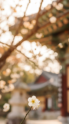 JPG 나무 편집이미지 전통 꽃 잎 겨울 자연 거리 한옥 따뜻함 풍경 햇빛 고요 봄 사찰 매화 기온 편집실사 AI포토 AI콘텐츠 식물 한국전통 계절 고건축 종교건축 날씨 태양 CG 생태계 파일형식