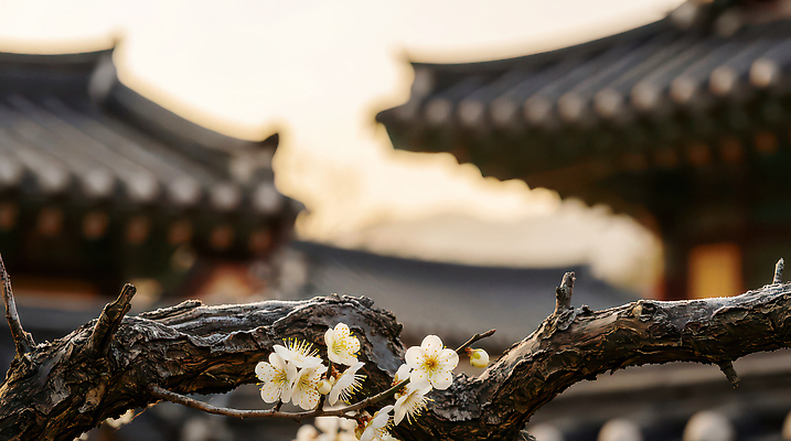 JPG 나무 편집이미지 꽃 문화 백그라운드 고건축 자연 한옥 한국 풍경 햇빛 일출 일몰 봄 도시 매화 뷰티풀 편집실사 AI포토 AI콘텐츠 식물 한국전통 건축물 계절 아시아 태양 노을 CG 생태계 파일형식