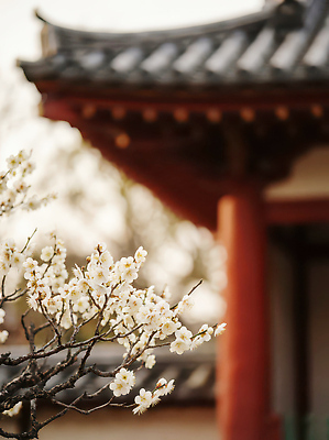 JPG 나무 식물 편집이미지 꽃 고건축 자연 한옥 한국 풍경 촬영 봄 흰색 나뭇가지 매화 조경 뷰티풀 화창 편집실사 AI포토 AI콘텐츠 한국전통 건축물 계절 아시아 컬러 날씨 CG 생태계 파일형식