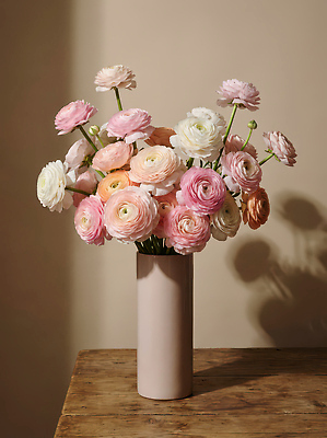 JPG 나무 식물 편집이미지 꽃 컬러 자연 탁자 조명 일상 장식 인테리어 꽃병 촬영 라넌큘러스 뷰티풀 플로리스트 편집실사 AI포토 AI콘텐츠 직업 디자인 가구 라이프 CG 생태계 파일형식